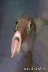 This is the playful trumpetfish again - think he wanted t... by Debi Henshaw 